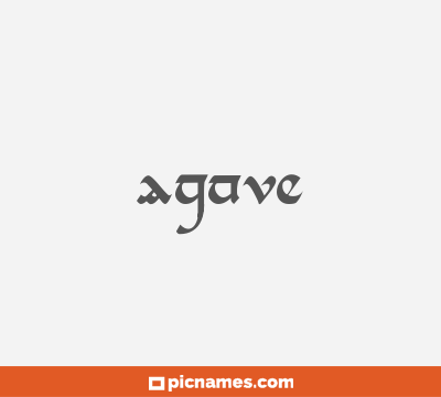 Agave