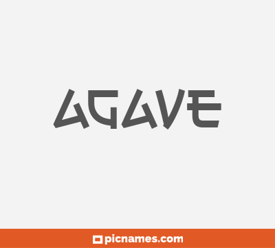 Agave