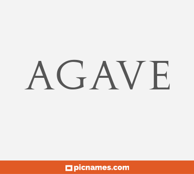 Agave