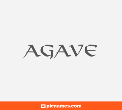 Agave