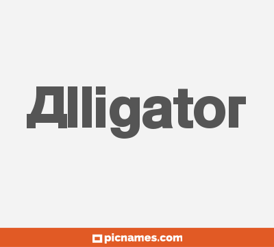 Alligator