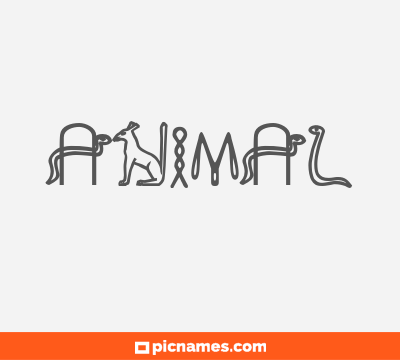 Animal