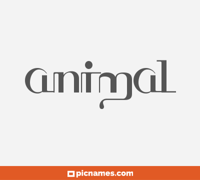 Animal