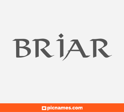 Briar