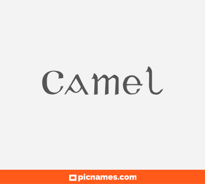 Camel