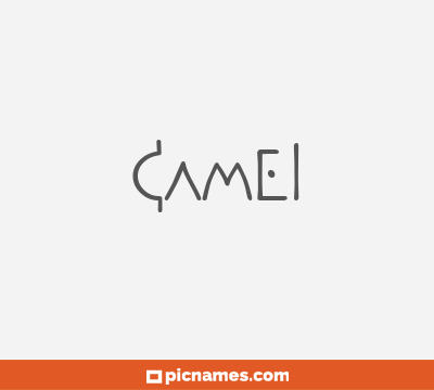 Camel