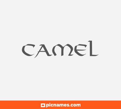 Camel