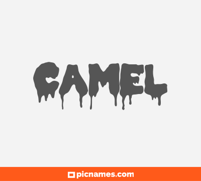 Camel