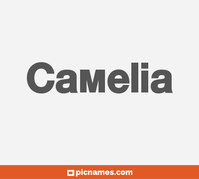 Camelia