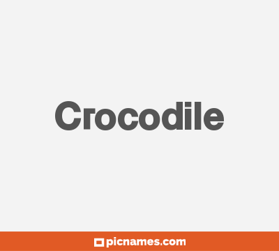 Crocodile