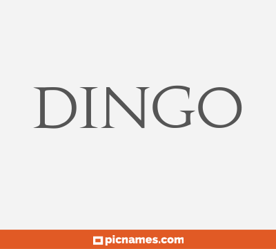 Dingo