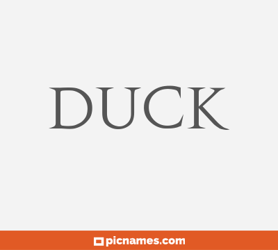 Duck