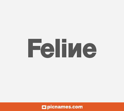 Feline