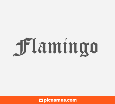 Flamingo