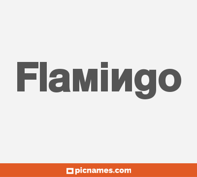 Flamingo