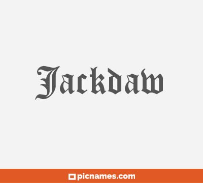 Jackdaw