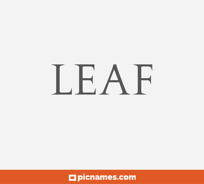 Leaf