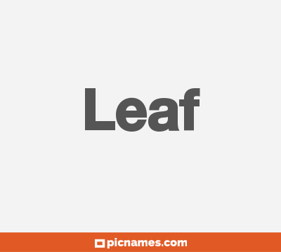 Leaf