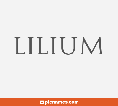 Lilium