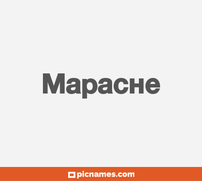 Mapache