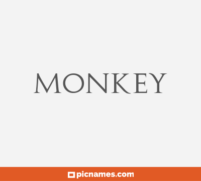 Monkey