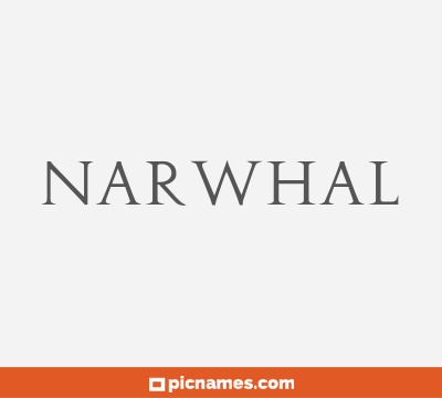 Narwhal