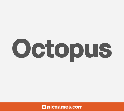 Octopus