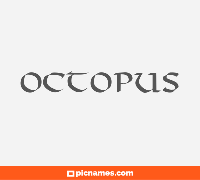 Octopus