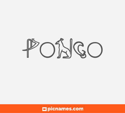 Pongo