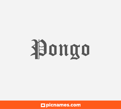 Pongo