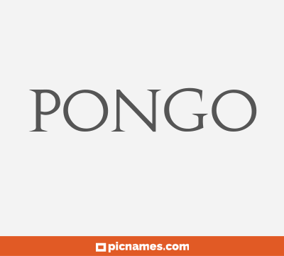 Pongo