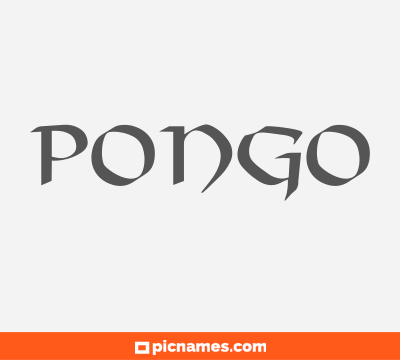 Pongo