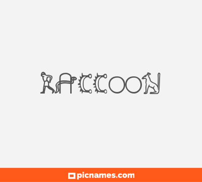 Raccoon