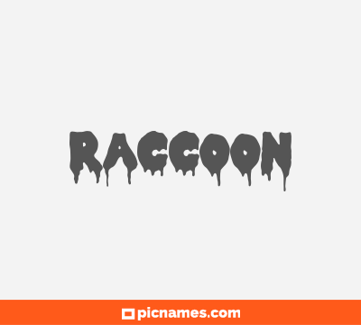 Raccoon