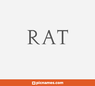 Rat