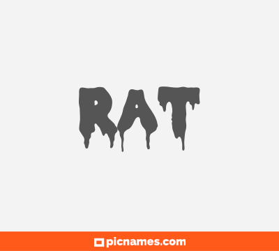Rat