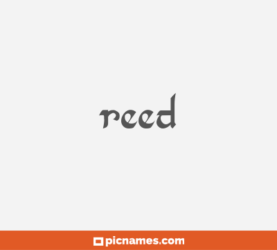 Reed