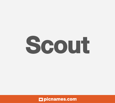 Scout