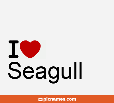 Seagull