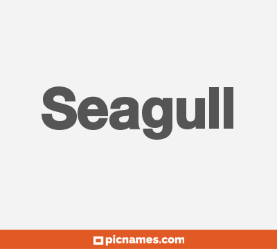 Seagull