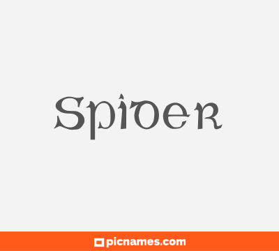 Spider