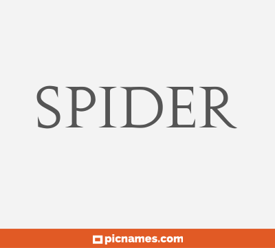 Spider