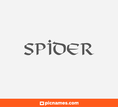 Spider