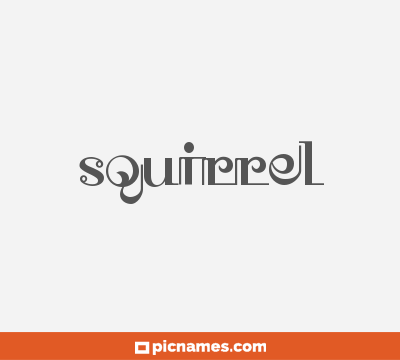 Squirrel