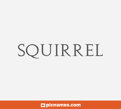 Squirrel