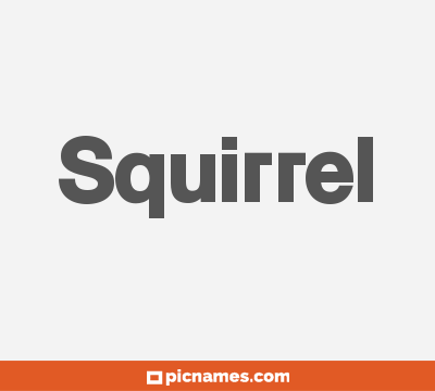 Squirrel