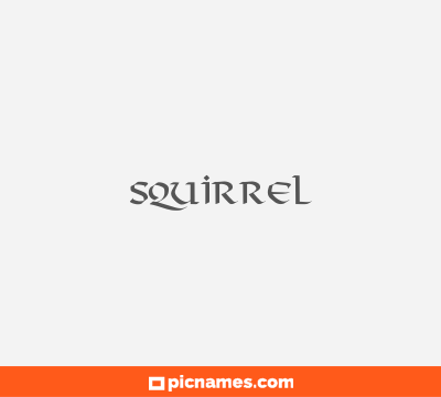 Squirrel