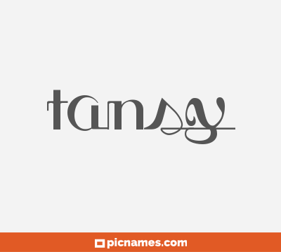 Tansy