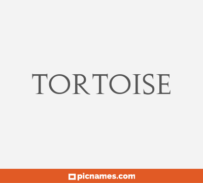 Tortoise