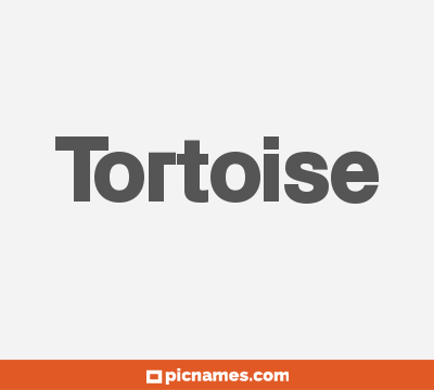 Tortoise